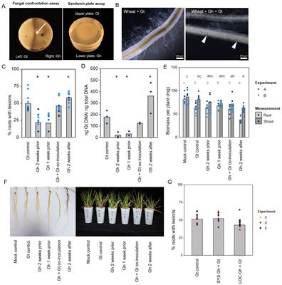 A fungal endophyte induces local cell wall–mediated resistance in wheat roots against take-all disease